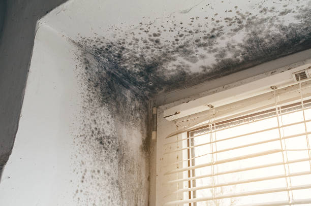 Affordable Mold Remediation solutions in Garysburg, NC